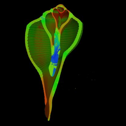 Shell Cross Section with Wall Thickness